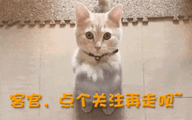 董洁私生活曝光_清纯玉女人设崩塌_黑料最少的当红明星女星,